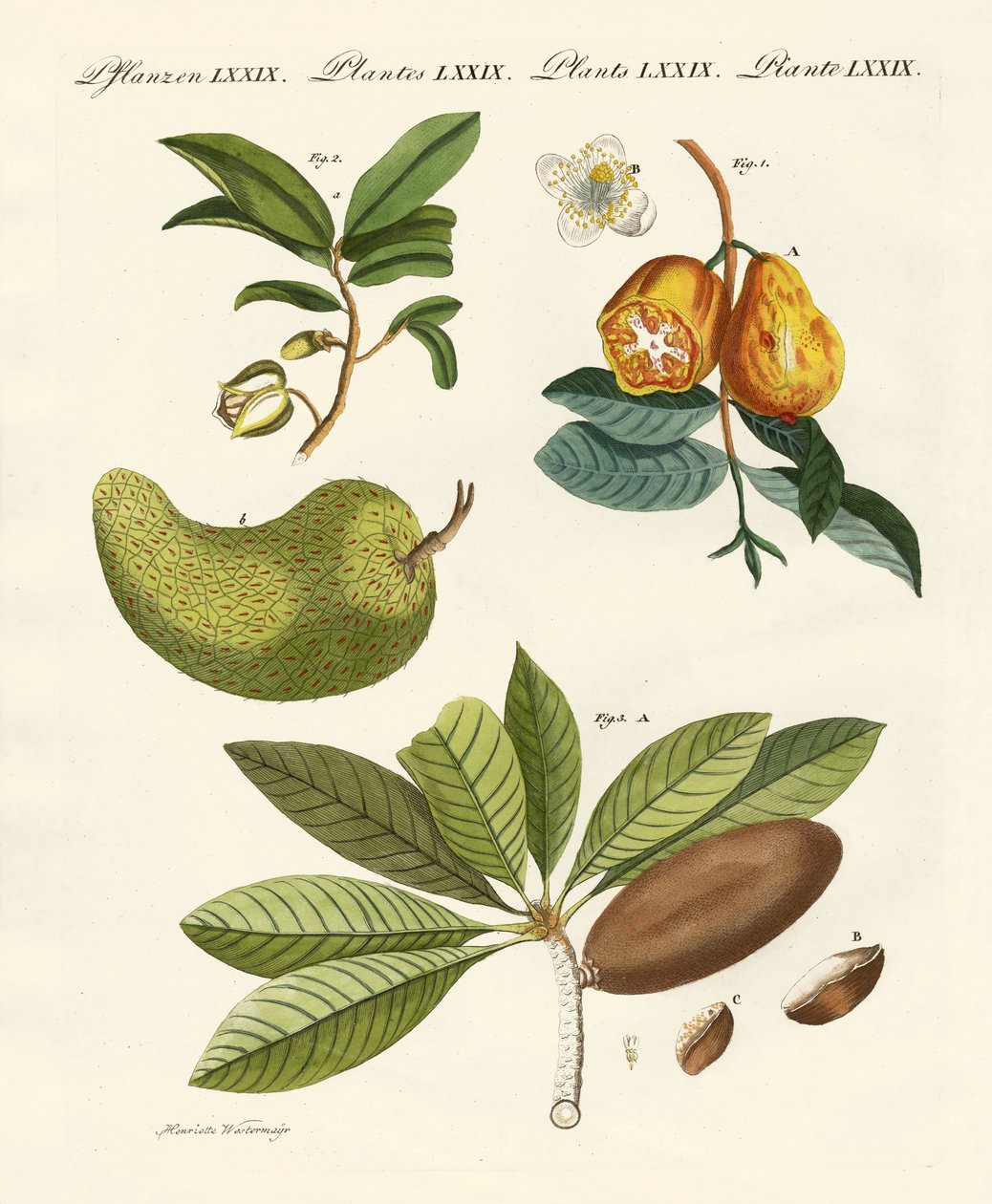 Fruits américains - German School