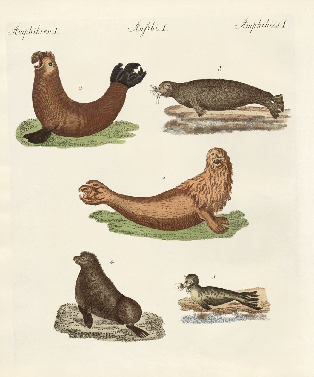 Amphibiens - German School