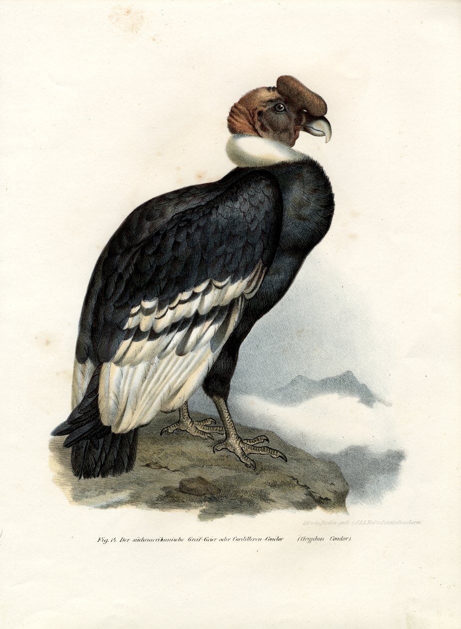 Condor des Andes, 1864 - German School