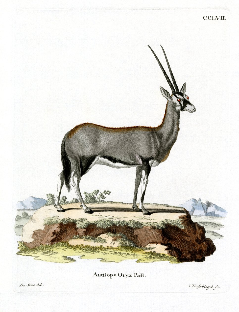 Oryx d