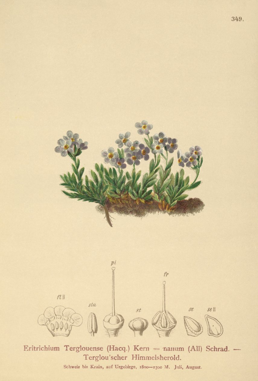 Myosotis arctique (Eritrichium nanum, Eritrichium Terglouense) - German School