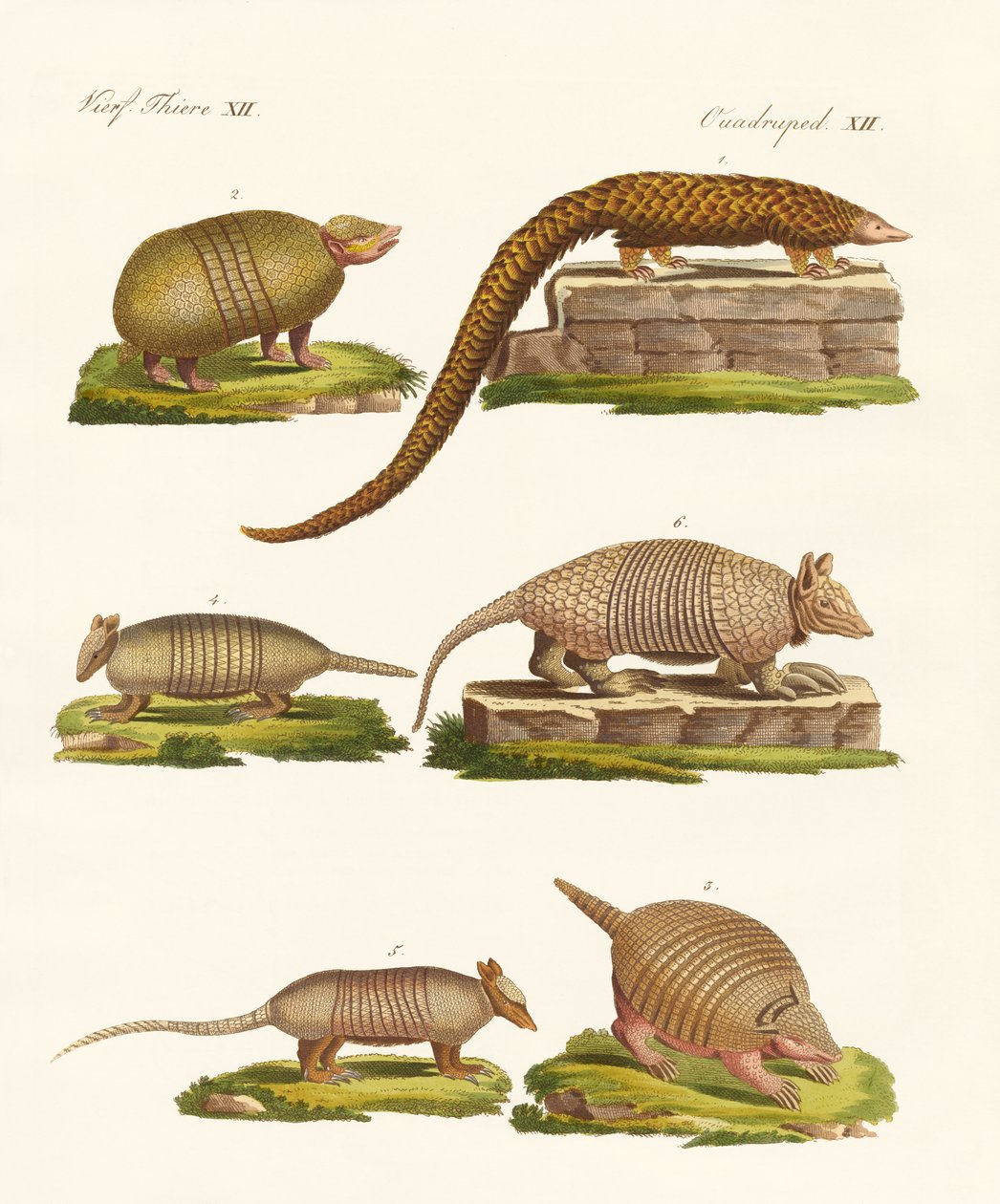 Animaux blindés - German School