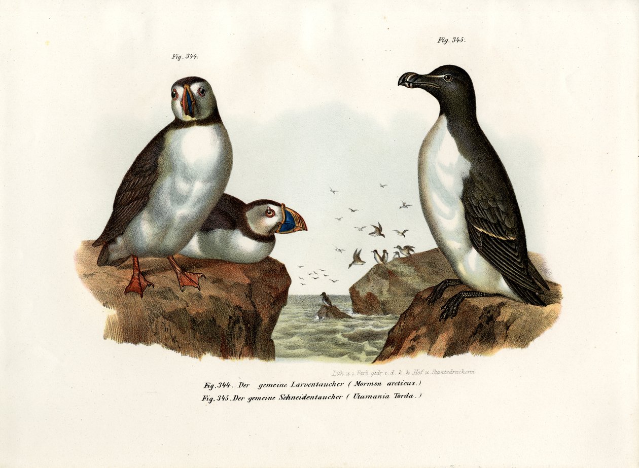 Macareux moine, 1864 - German School