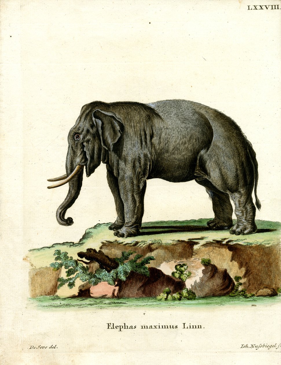 Éléphant d