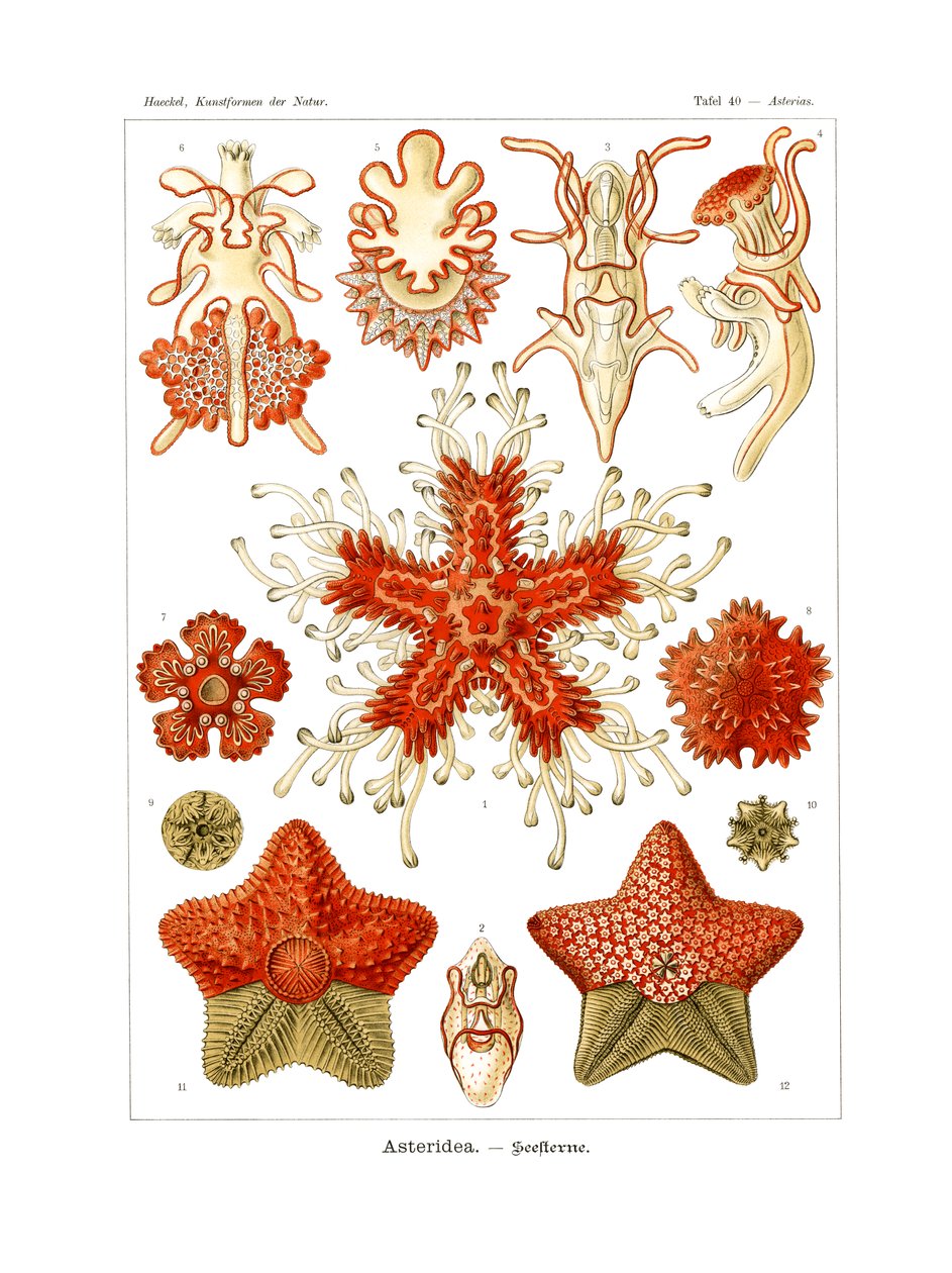 Asteridea - German School