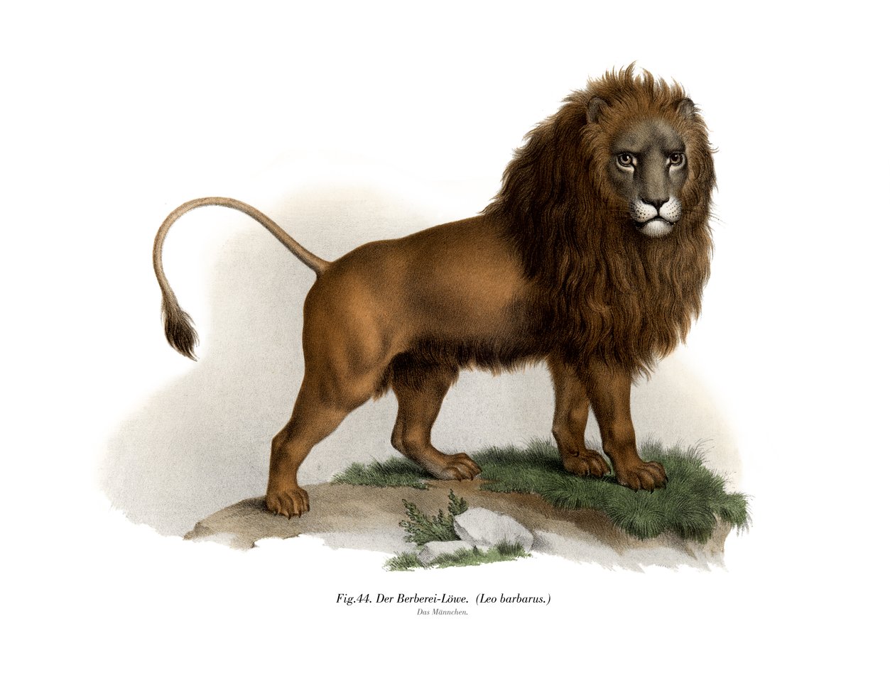 Lion de Barbarie, 1860 - German School
