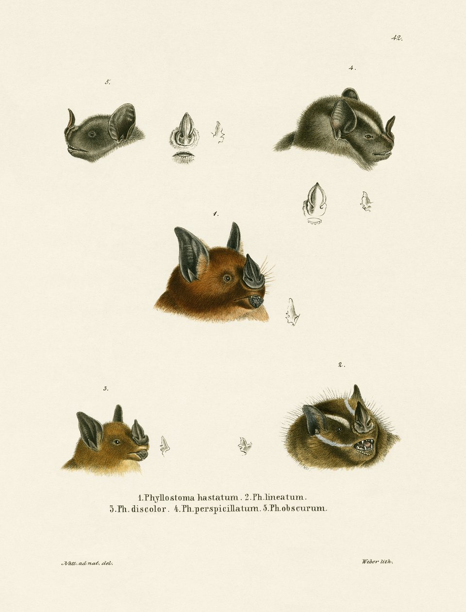 Têtes de chauve-souris - German School