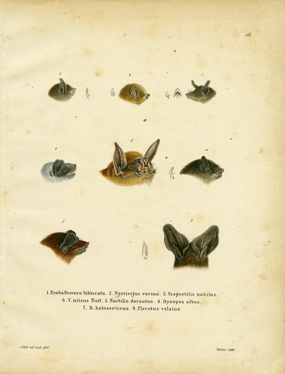 Têtes de chauves-souris - German School