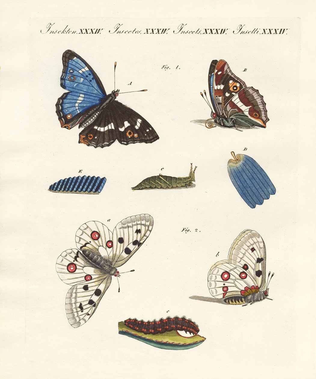 Beaux papillons - German School