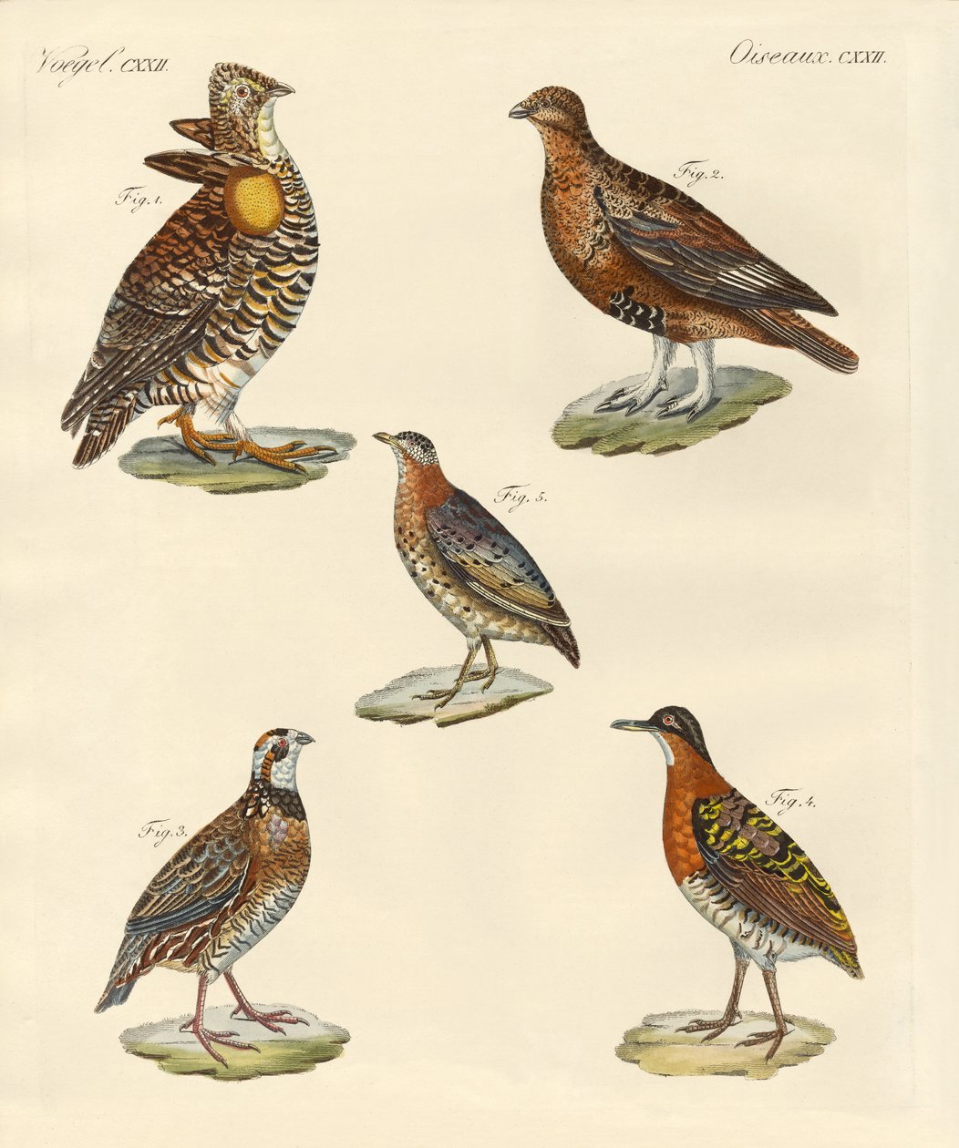 Beaux oiseaux semblables à des poules - German School
