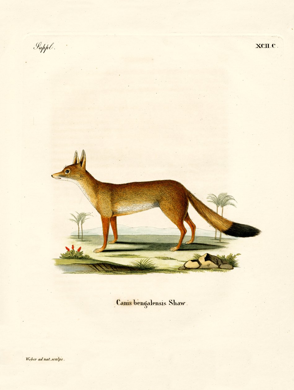 Renard du Bengale - German School