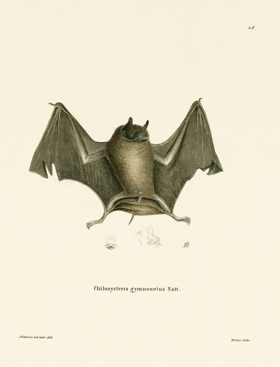 Grande chauve-souris à dos nu - German School