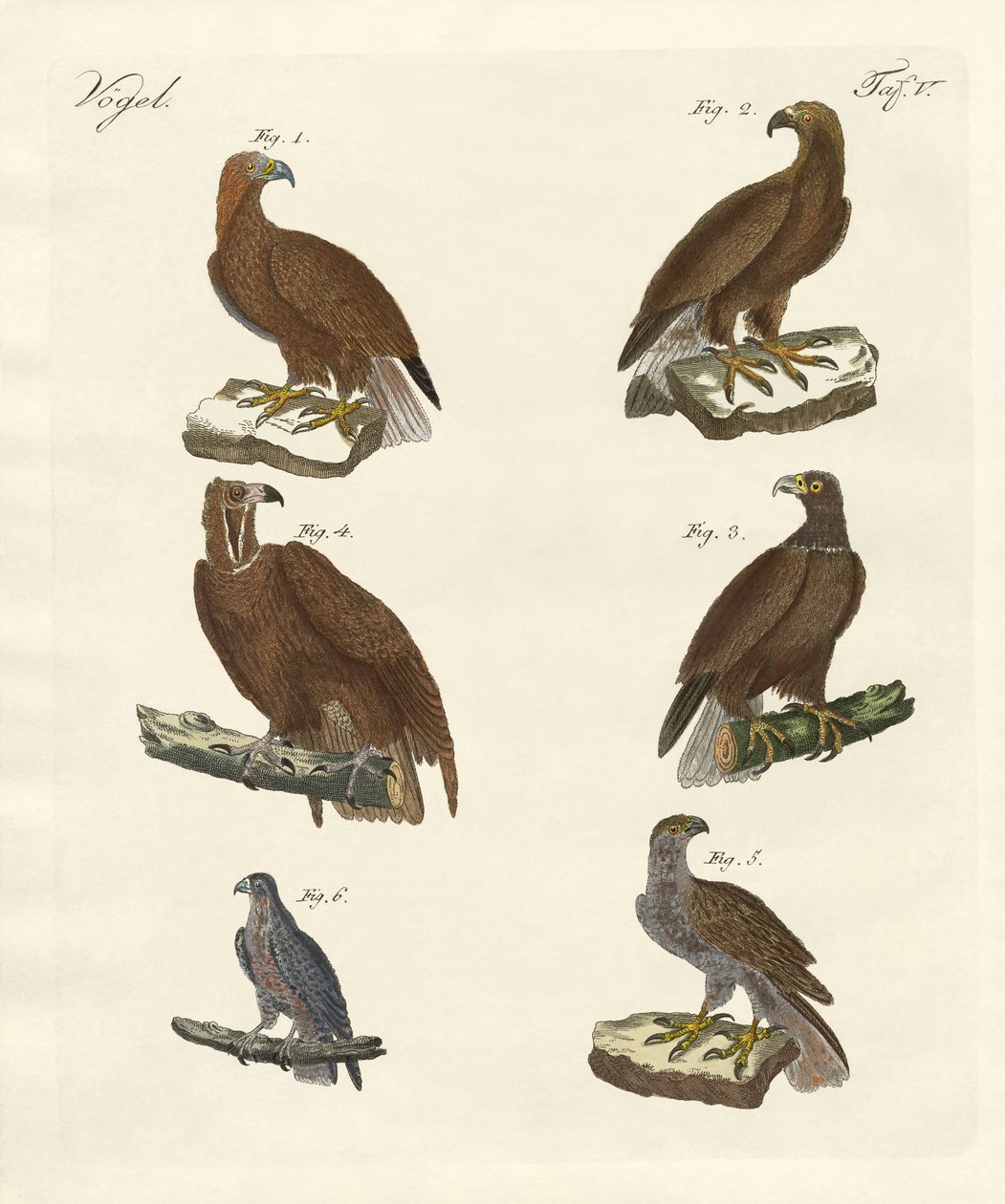 Oiseaux de proie - German School