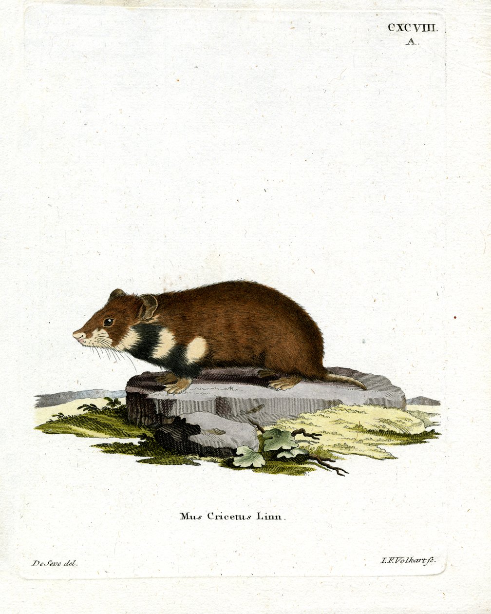 Hamster à ventre noir - German School