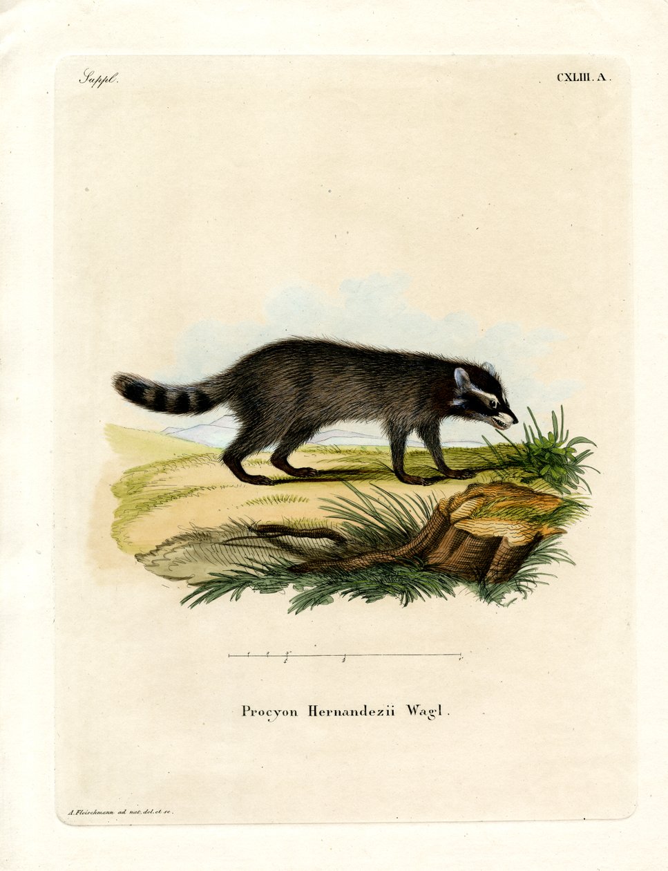 Raton laveur à pieds noirs - German School