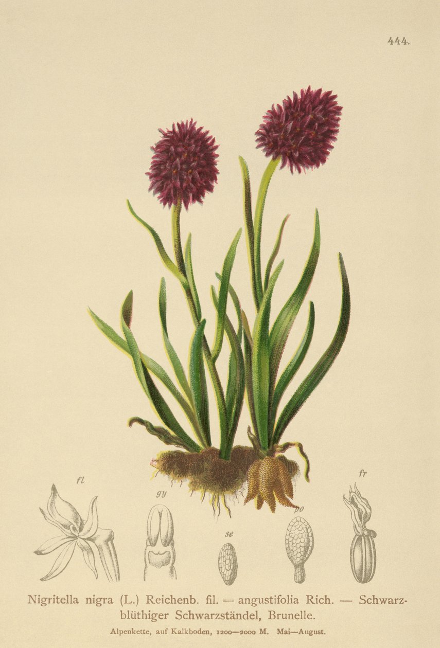 Orchis vanille noire (Nigritella nigra, Nigritella angustifolia) - German School