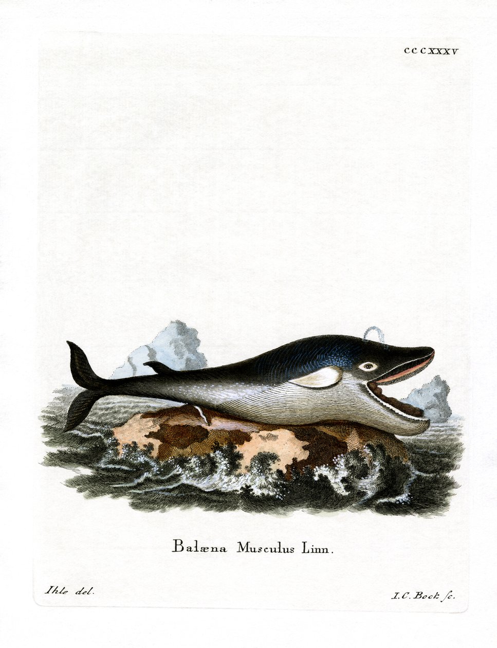 Baleine bleue - German School