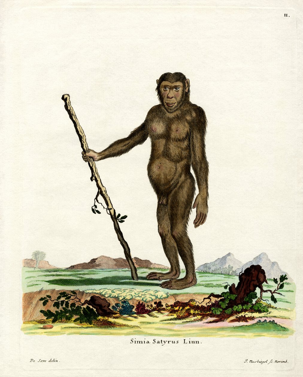 Orang-outan de Bornéo - German School