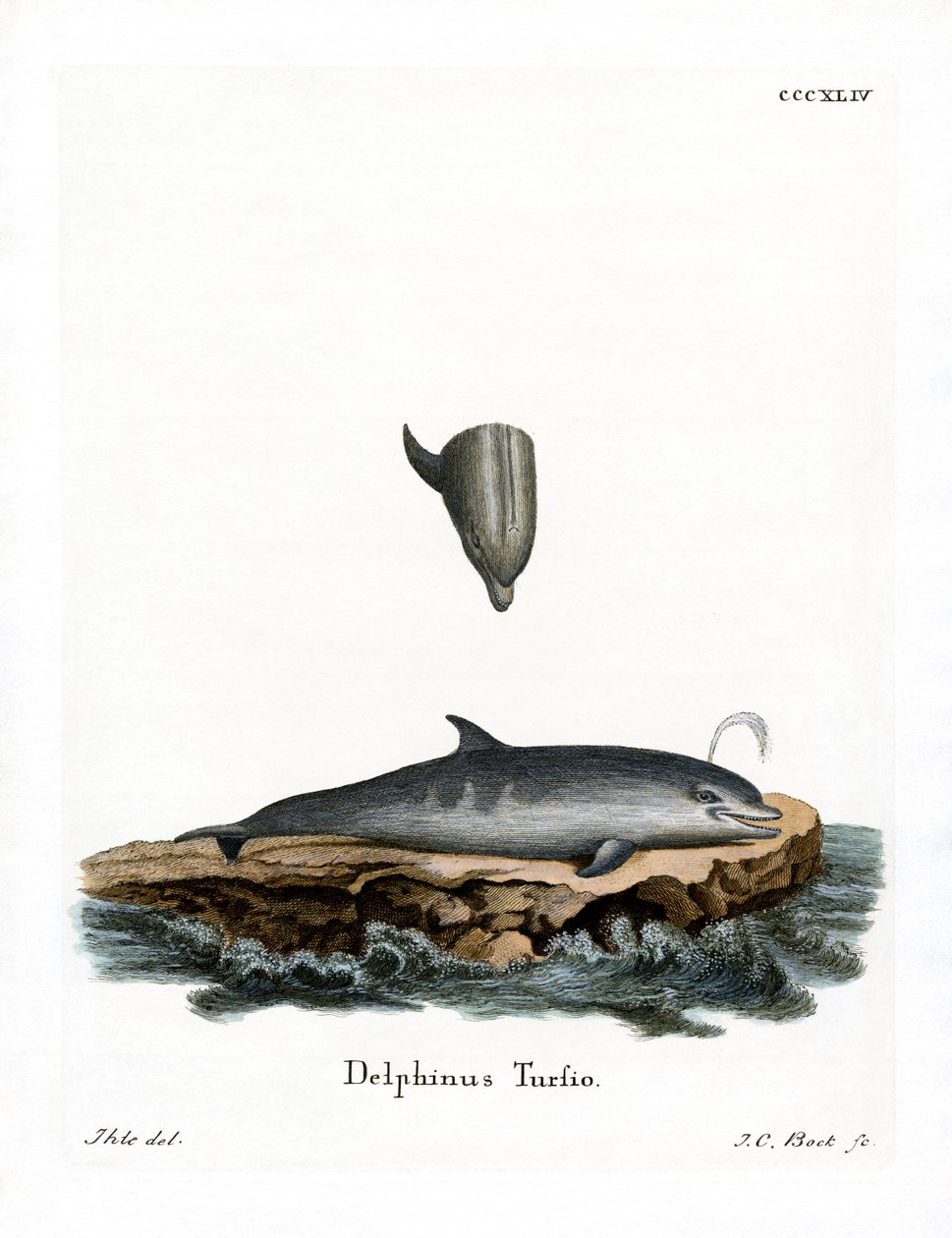 Dauphin à nez en bouteille - German School