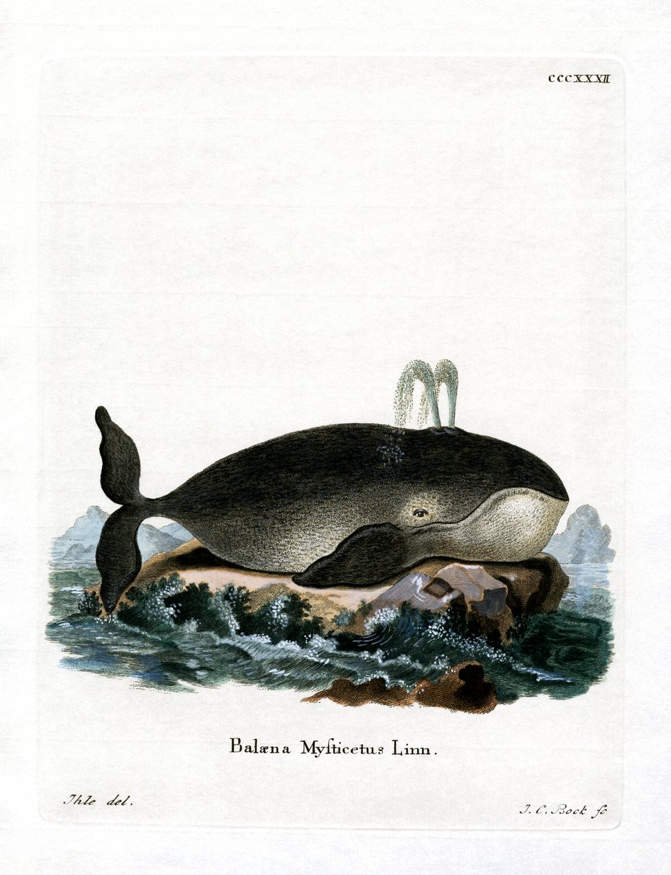 Baleine Boréale - German School