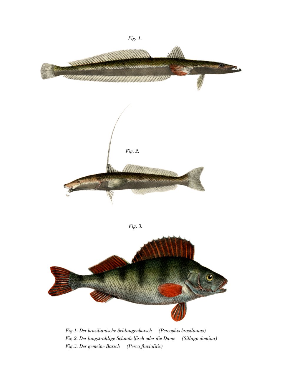 Poisson plat brésilien - German School