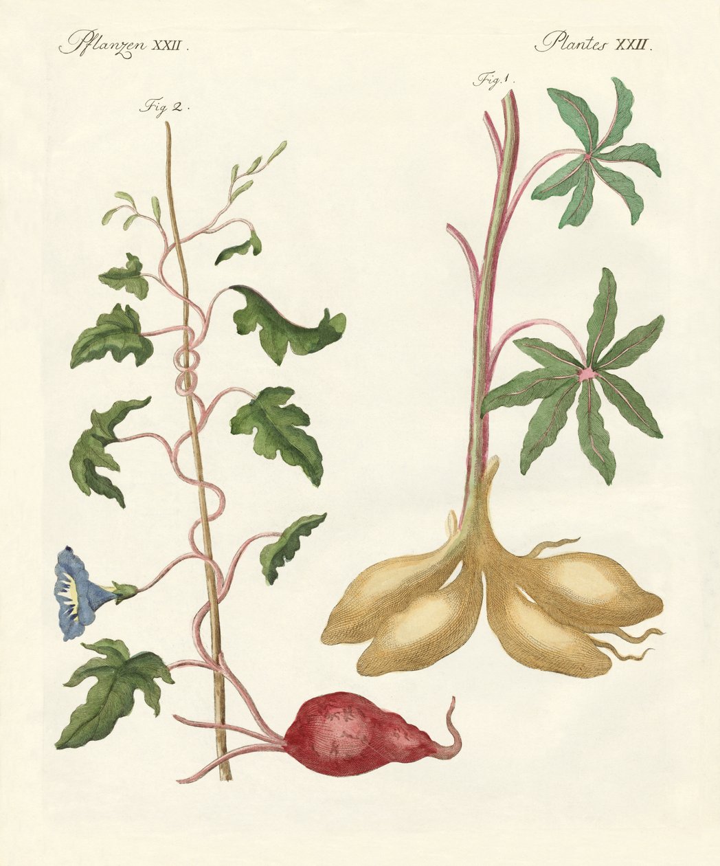 Plantes à pain - German School