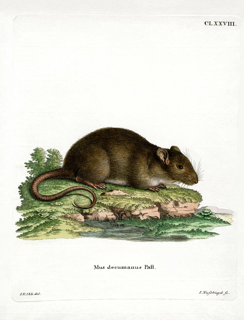 Rat brun - German School