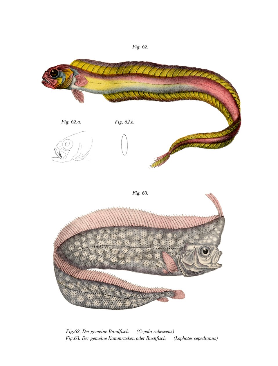 Poisson-bande rouge fouisseur - German School