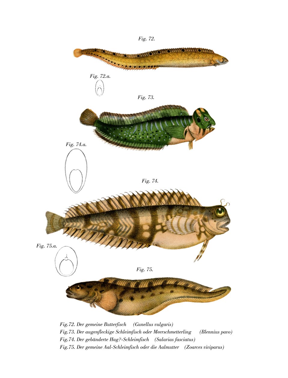 Poisson-beurre - German School