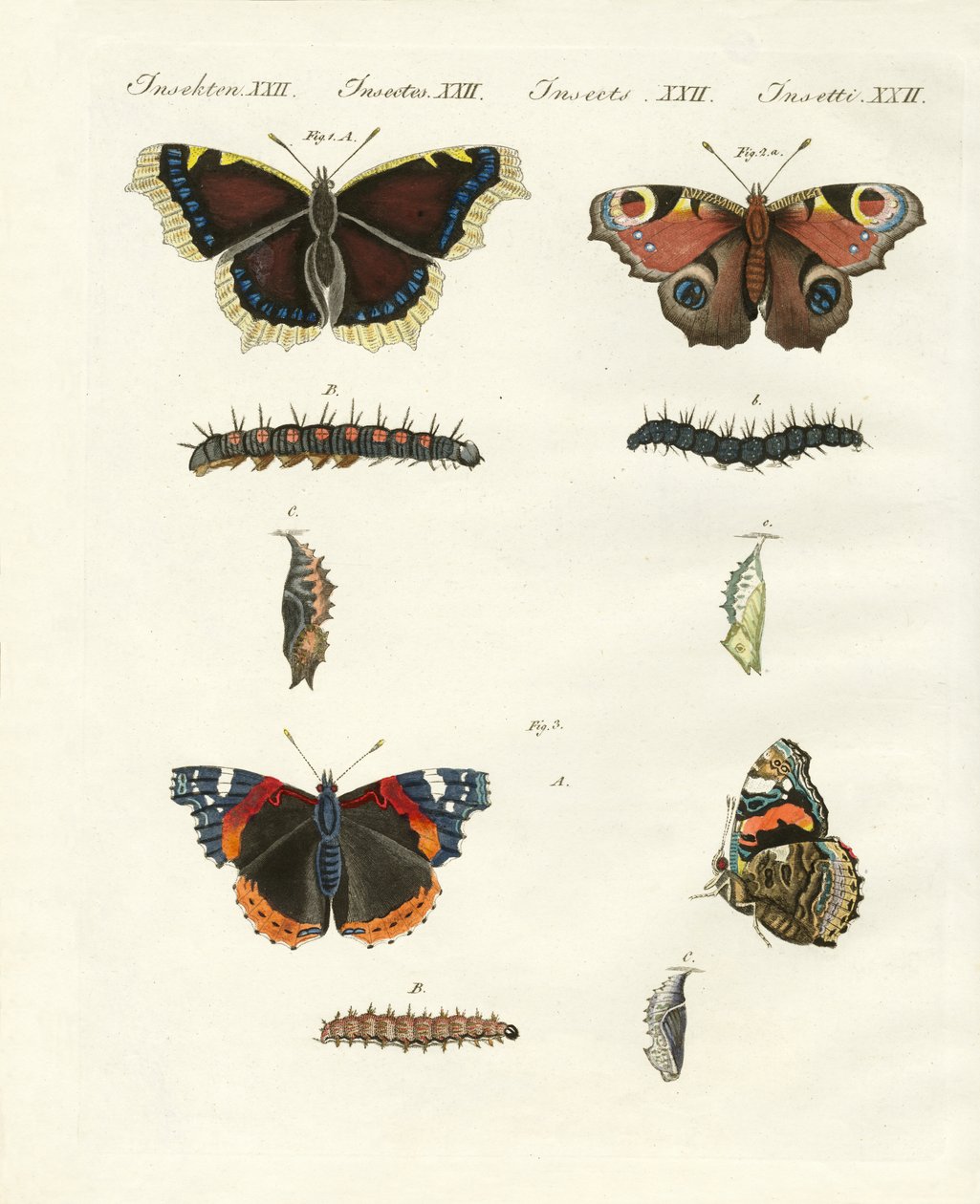 Papillons -- oiseaux du jour - German School