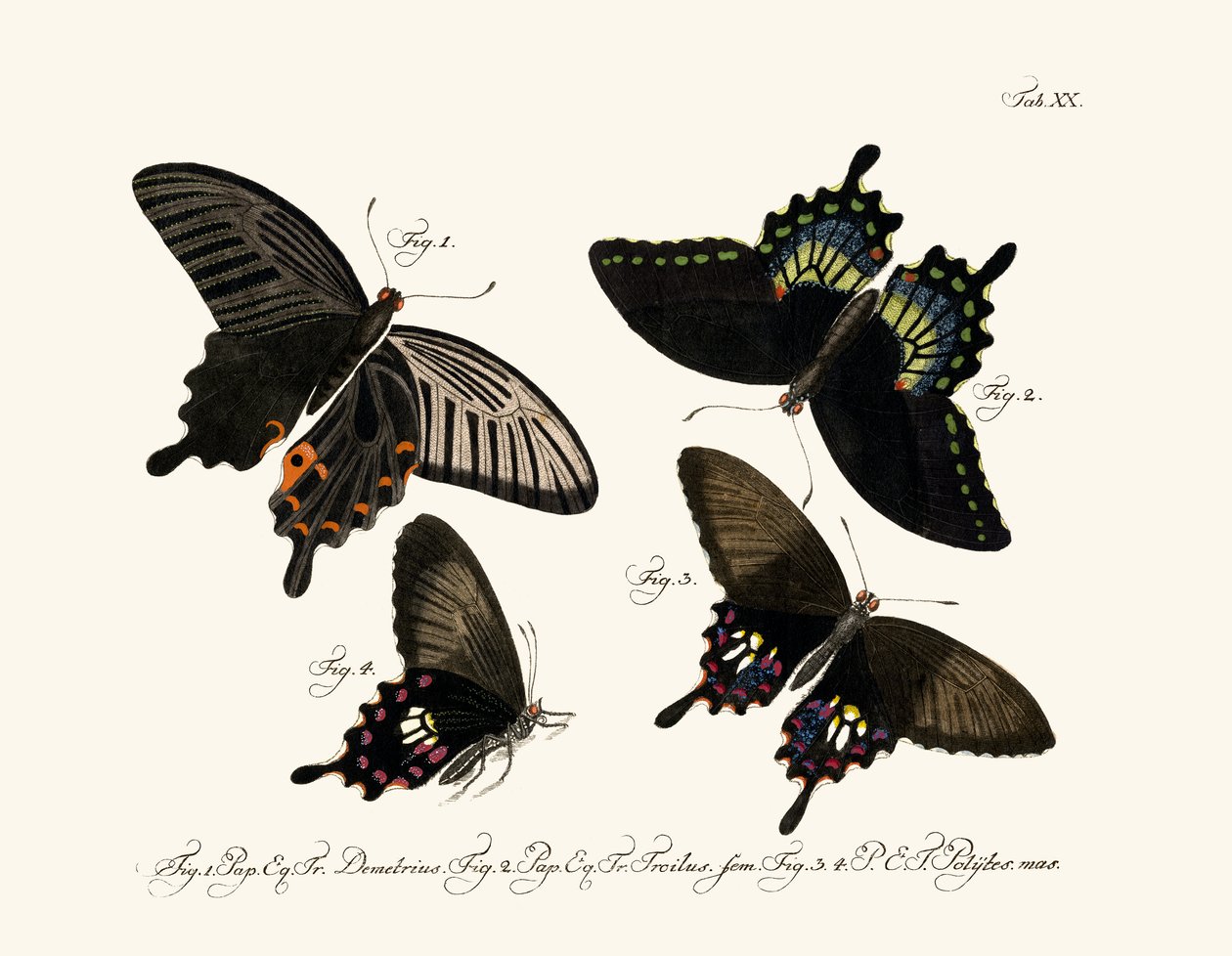 Papillons - German School