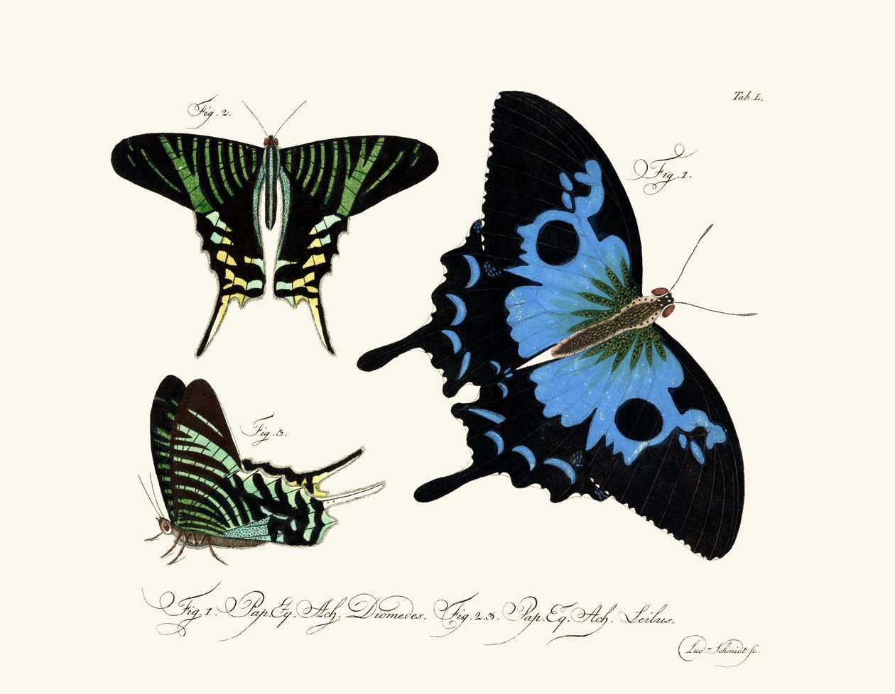 Papillons - German School