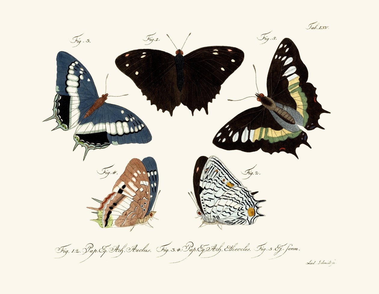 Papillons - German School