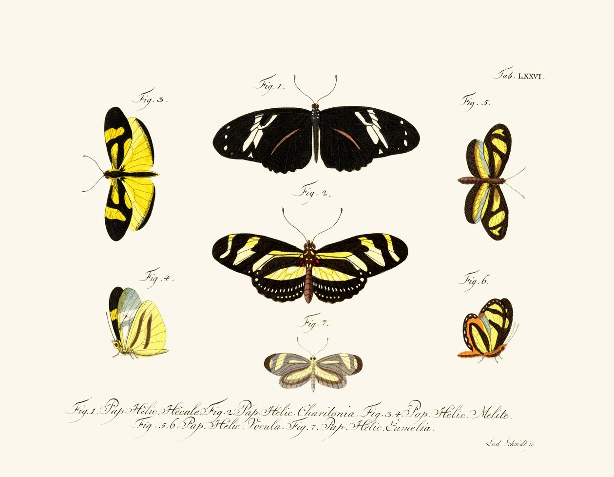 Papillons - German School