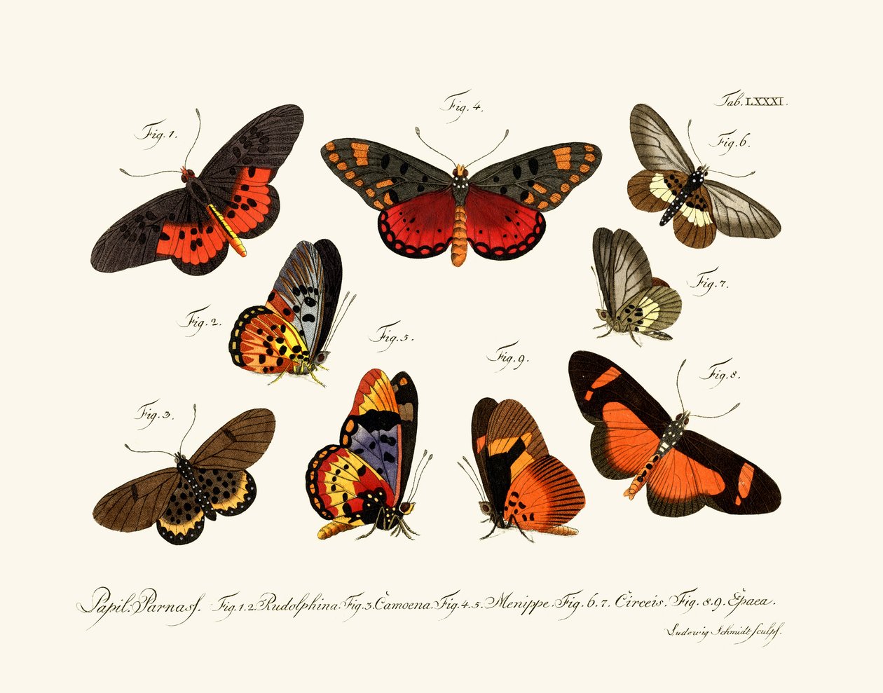 Papillons - German School