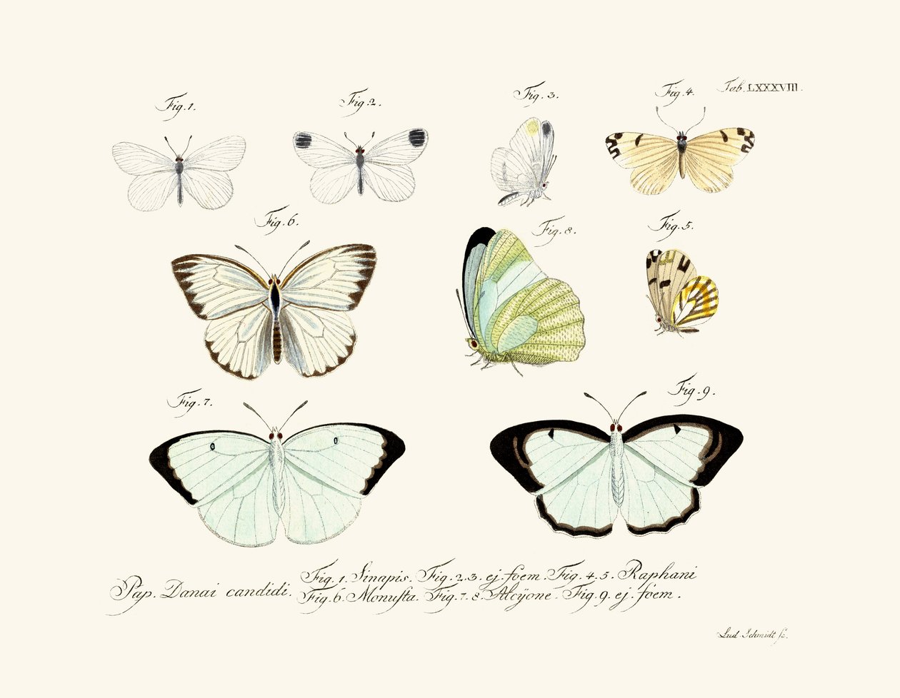 Papillons - German School