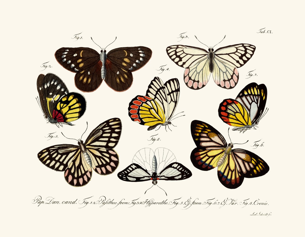 Papillons - German School