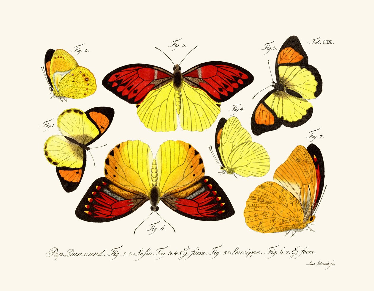 Papillons - German School