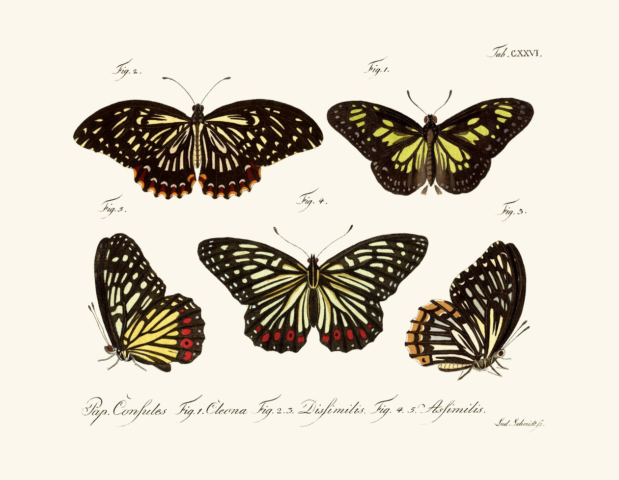 Papillons - German School
