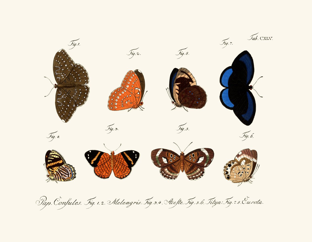 Papillons - German School