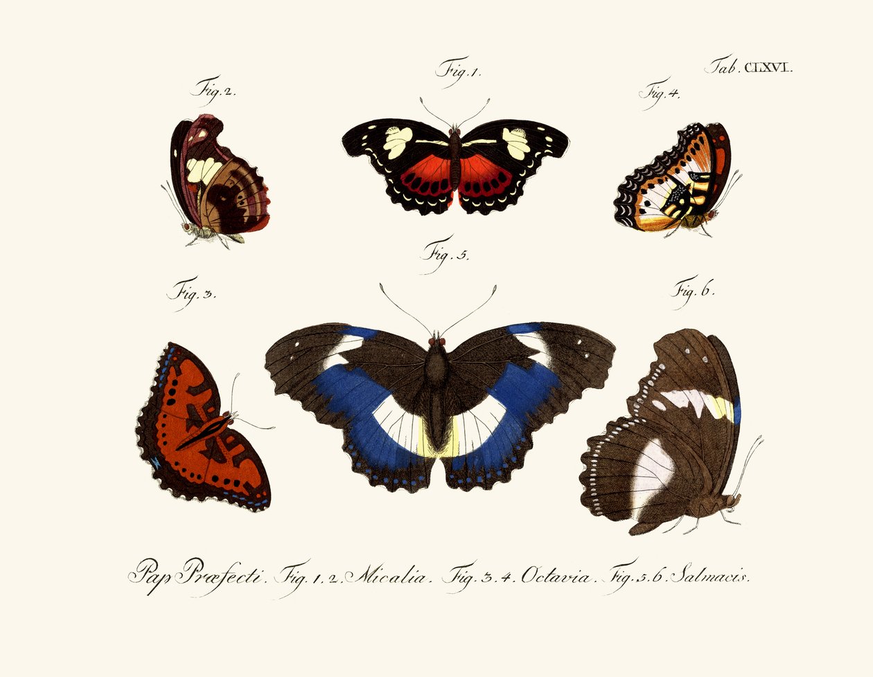 Papillons - German School