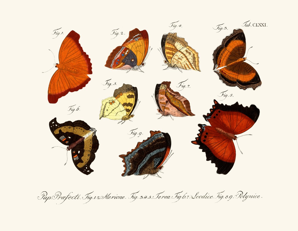 Papillons - German School