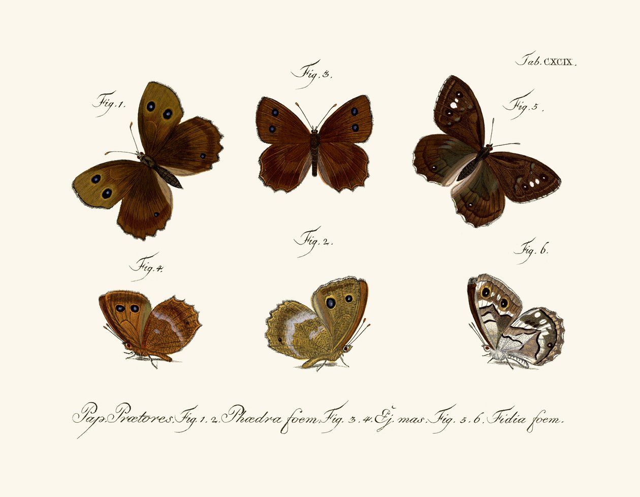 Papillons - German School
