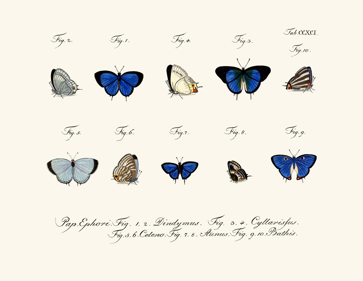 Papillons - German School