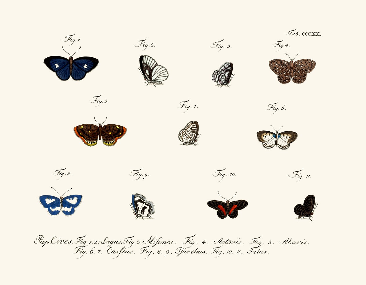 Papillons - German School