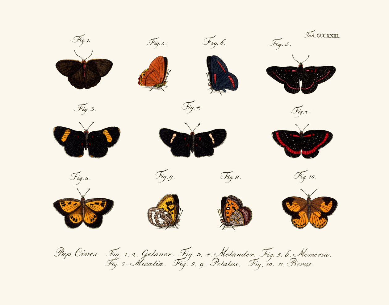 Papillons - German School