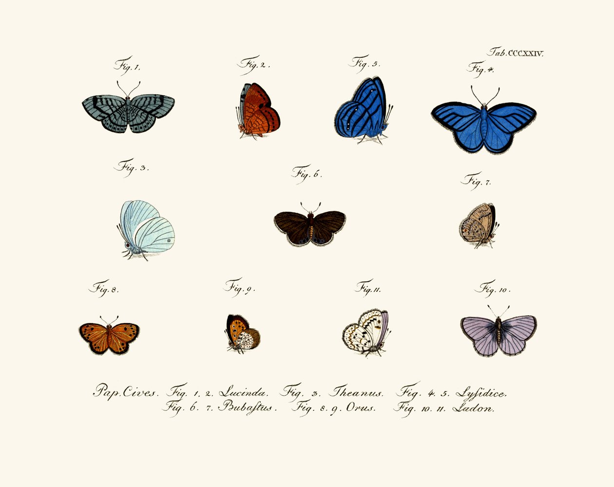Papillons - German School