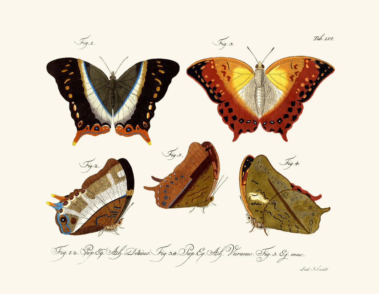 Papillons - German School