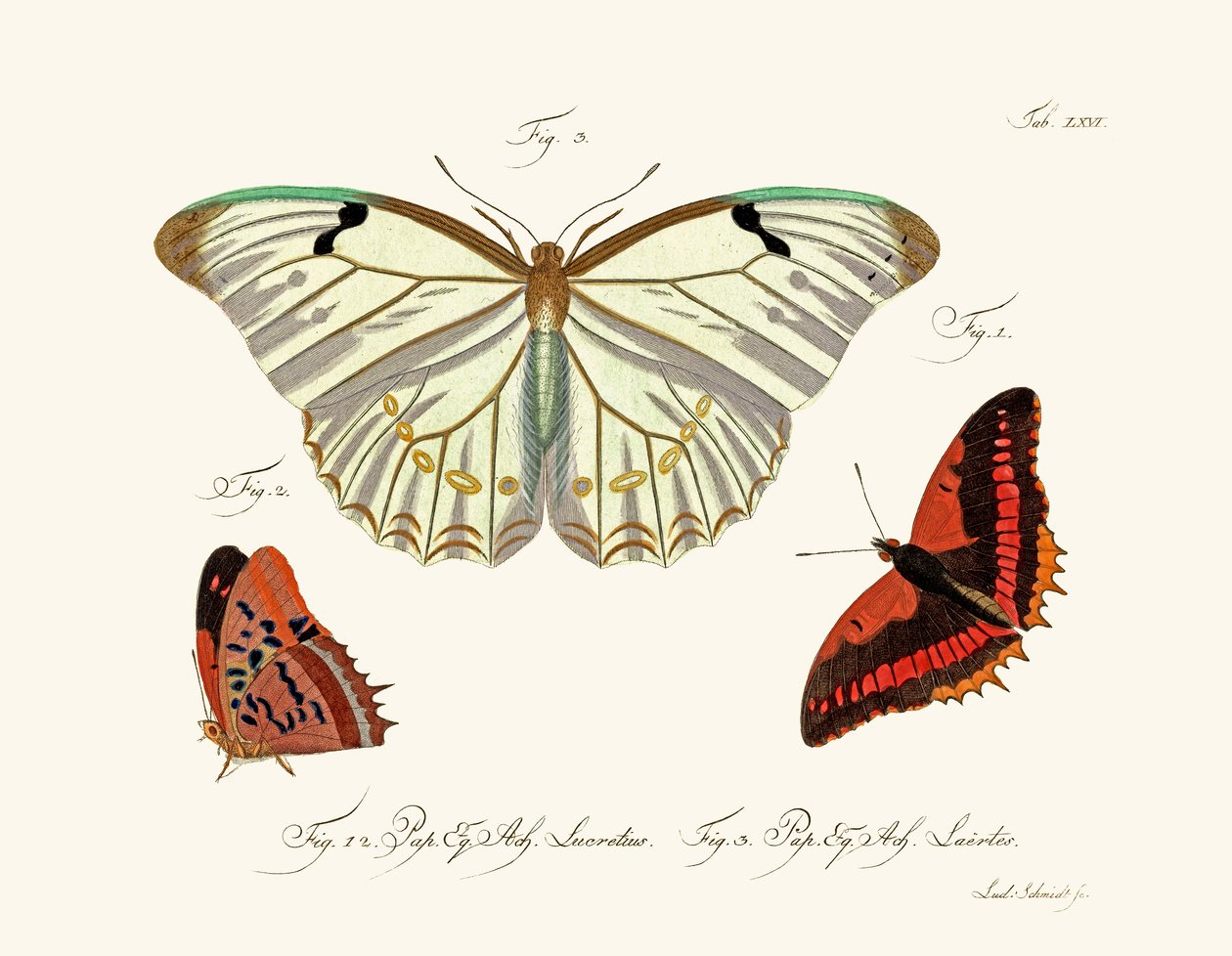Papillons - German School