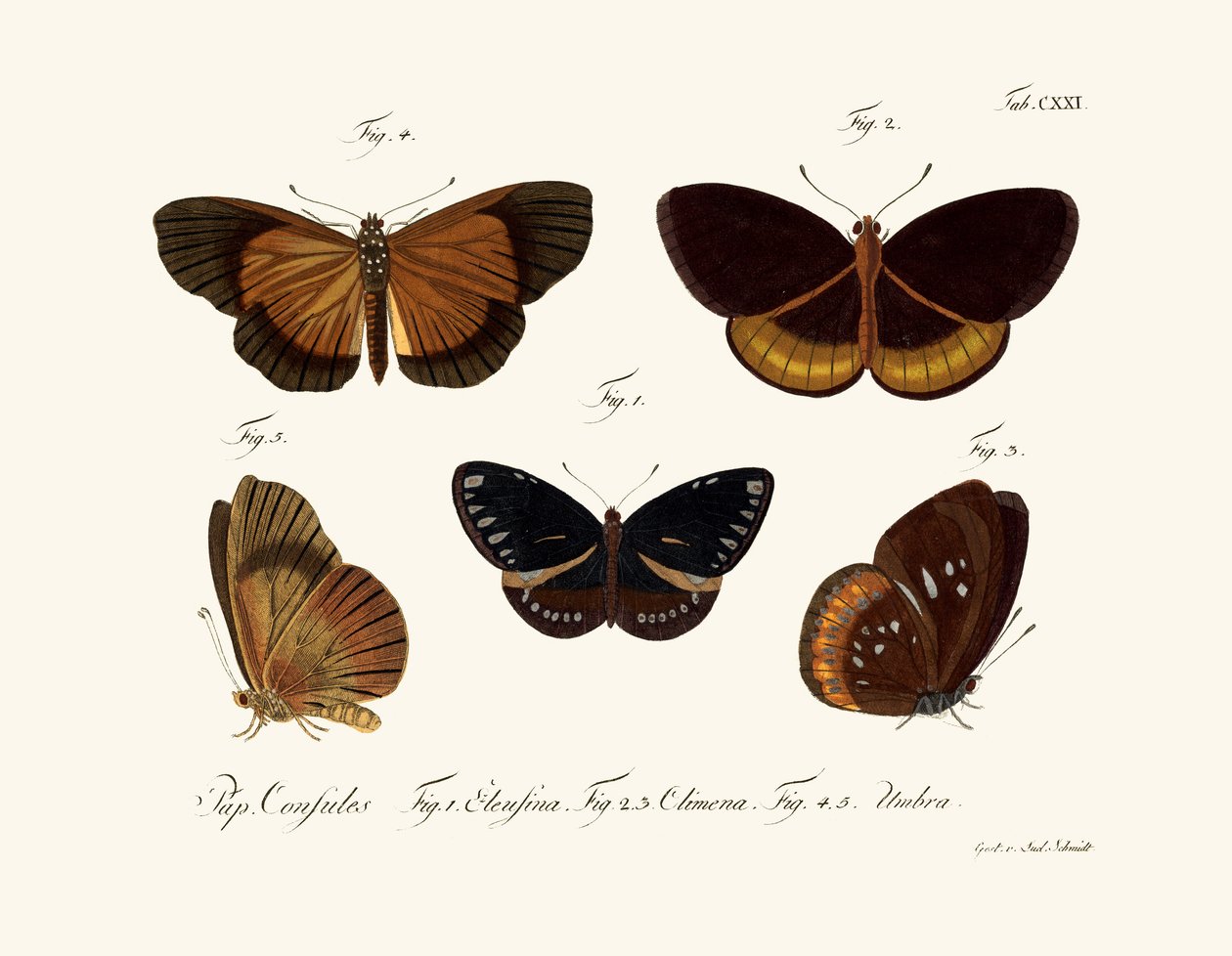 Papillons - German School
